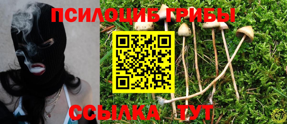Псилоцибиновые грибы Psilocybe Верхний Уфалей